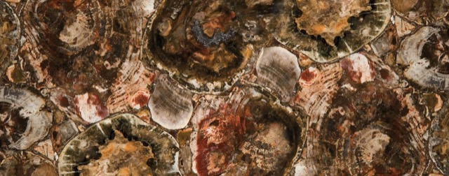 Petrified Wood